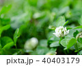 シロツメクサ 40403179