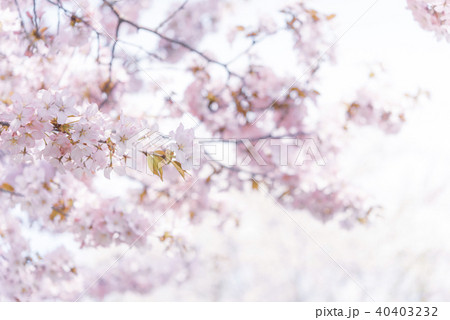 桜(ハイキー) 桜(ハイキー) 40403232
