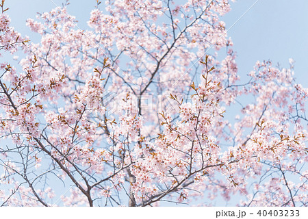 桜(空バック) 桜(空バック) 40403233