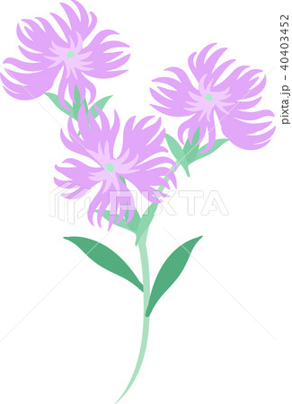 なでしこのイラストのイラスト素材