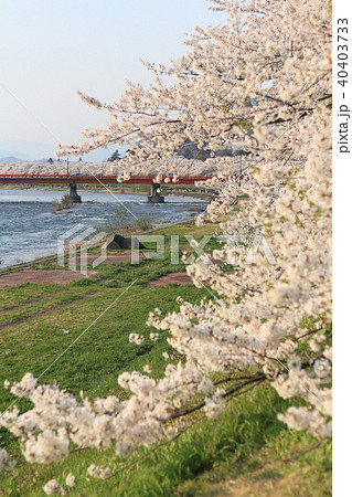 角館 桜並木 桧木内川 角館 桜並木 桧木内川 40403733