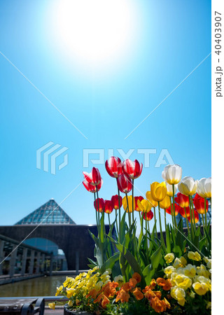 青空に映える満開のチューリップ 40403907