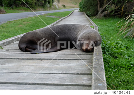 カイコウラの、遊歩道が定位置のアザラシ seal in Kaikoura NZ カイコウラの、遊歩道が定位置のアザラシ seal in Kaikoura NZ 40404241