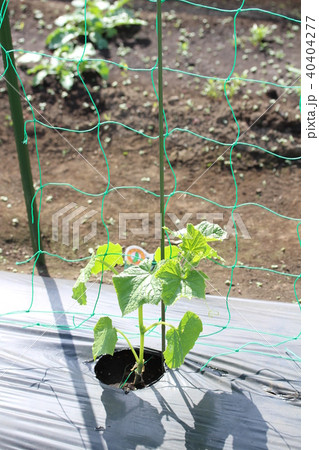 きゅうりの苗 40404277