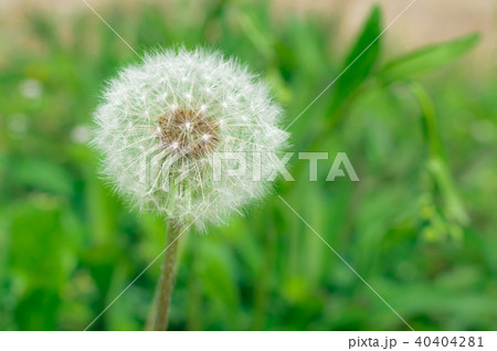 たんぽぽの綿毛 40404281