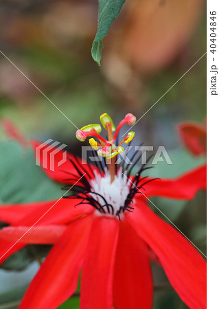 パッシフローラ ミニアタの花の写真素材