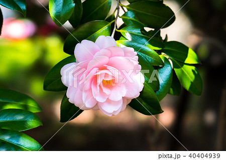 乙女椿の花 40404939