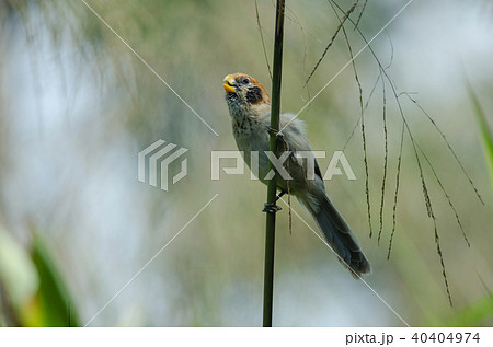 Spot- breasted Parrotbill on branch in nature 40404974
