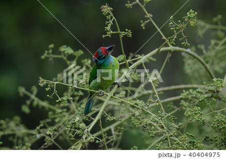 Blue-throated Barbet perching on tree 40404975