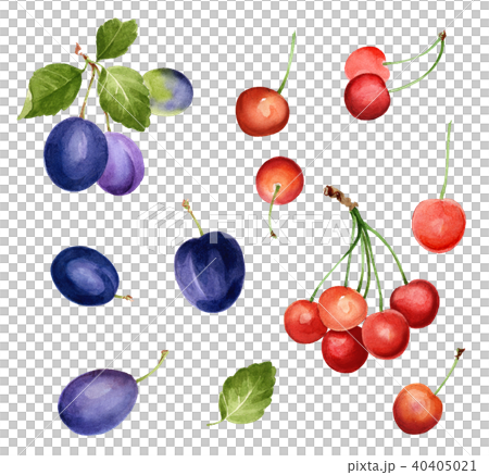 プルーン、チェリー 40405021