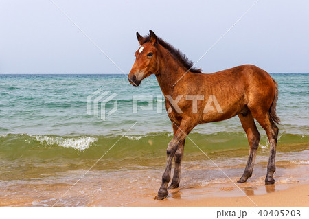 horse near the water 40405203