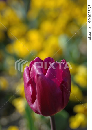 赤いチューリップの花一輪 40405333