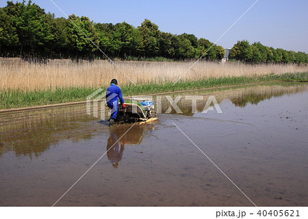 初夏の風物詩 40405621