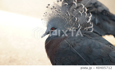 ニフレルのカンムリバトの写真素材