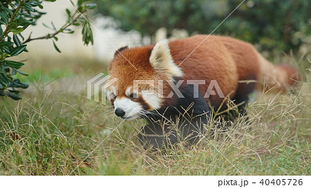 レッサーパンダ 40405726