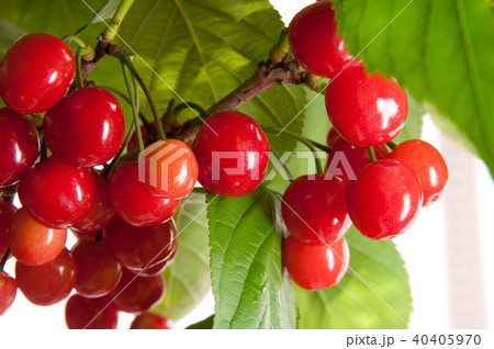 サクランボ 40405970