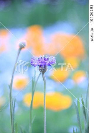 春の花畑 春の花畑 40406193