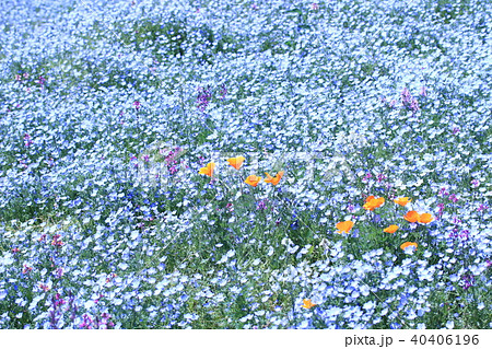 春の花畑の写真素材