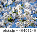 Toronto High Park cherry blossom flowers 2018 40406240