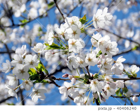 Toronto High Park cherry blossom flowers 2018 Toronto High Park cherry blossom flowers 2018 40406240