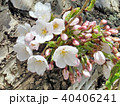 High Park cherry blossom flowers on a trunk 2018 40406241