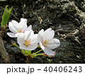 Toronto High Park cherry blossom on a trunk 2018 40406243