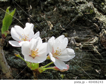 Toronto High Park cherry blossom on a trunk 2018 Toronto High Park cherry blossom on a trunk 2018 40406243