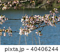 Toronto High Park cherry blossom over pond 2018 40406244