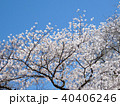 Toronto High Park cherry blossom tree 2018 40406246