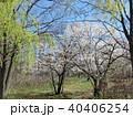 Toronto High Park cherry blossom trees 2018 40406254