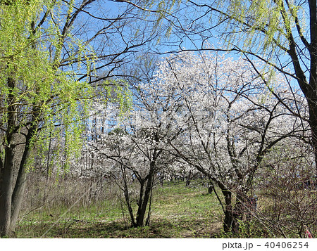 Toronto High Park cherry blossom trees 2018 Toronto High Park cherry blossom trees 2018 40406254