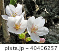 Toronto High Park cherry blossoms on a trunk 2018 40406257