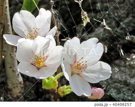 Toronto High Park cherry blossoms on a trunk 2018 Toronto High Park cherry blossoms on a trunk 2018 40406257