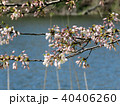 Toronto High Park cherry blossoms over pond 2018 40406260