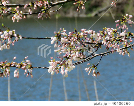 Toronto High Park cherry blossoms over pond 2018 Toronto High Park cherry blossoms over pond 2018 40406260