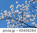 Toronto High Park the cherry blossom 2018 40406264