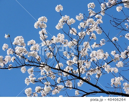 Toronto High Park the cherry blossom 2018 40406264