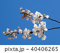 Toronto High Park the cherry blossom branch 2018 40406265