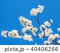 Toronto High Park the cherry blossom branchs 2018 40406266