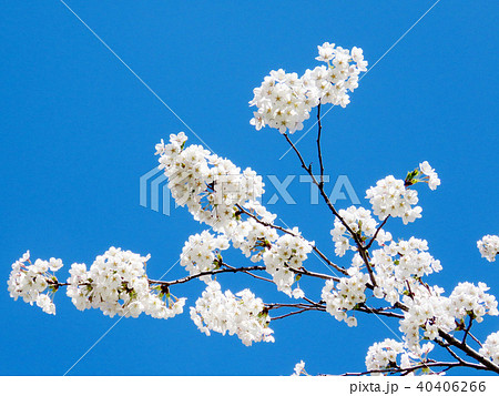 Toronto High Park the cherry blossom branchs 2018 40406266