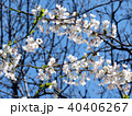 Toronto High Park the cherry blossom flower 2018 40406267