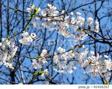Toronto High Park the cherry blossom flower 2018 Toronto High Park the cherry blossom flower 2018 40406267