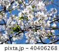 Toronto High Park the cherry blossom flowers 2018 40406268