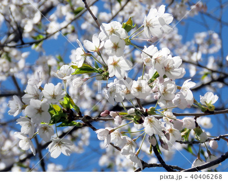 Toronto High Park the cherry blossom flowers 2018 Toronto High Park the cherry blossom flowers 2018 40406268