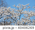 Toronto High Park the cherry blossom tree 2018 40406269