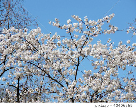 Toronto High Park the cherry blossom tree 2018 Toronto High Park the cherry blossom tree 2018 40406269