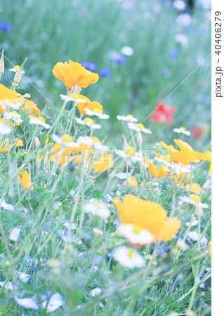 春の花畑の写真素材