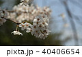 桜 40406654