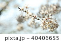桜 40406655