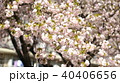 桜　 40406656